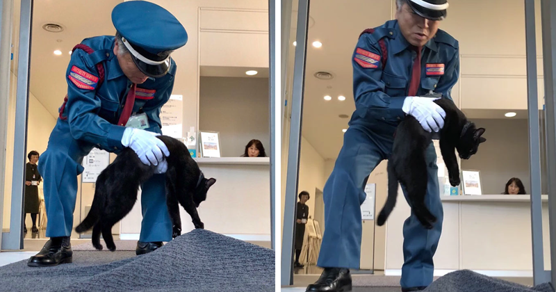 Two Cats In Japan Have Been Trying To Sneak Into A Museum For Years