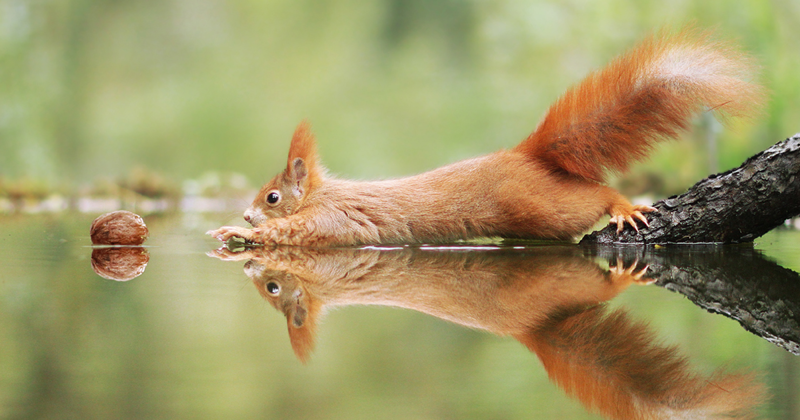 30 Amusing Wildlife Photos By Award-Winning Austrian Photographer