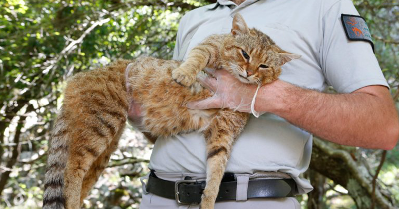 Scientists Discovered a New cat-fox Species Which Was Previously Believed To Be a Myth