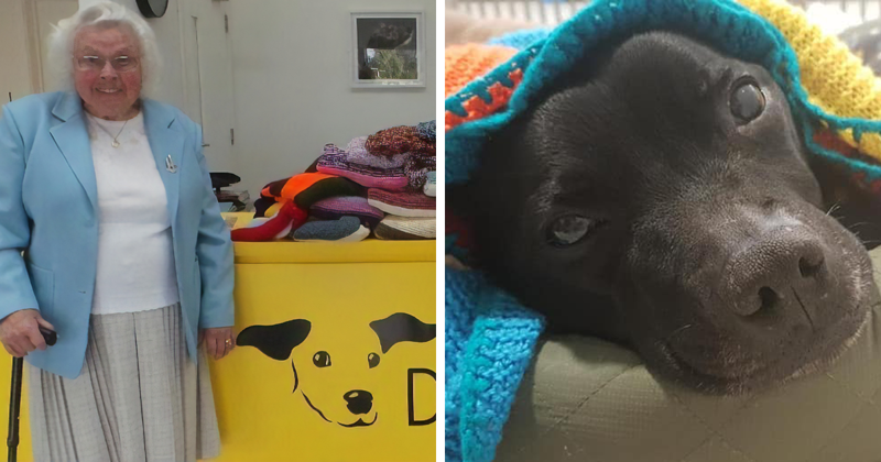 89-Year-Old Woman Has Knitted 450 Blankets For Shelter Dogs