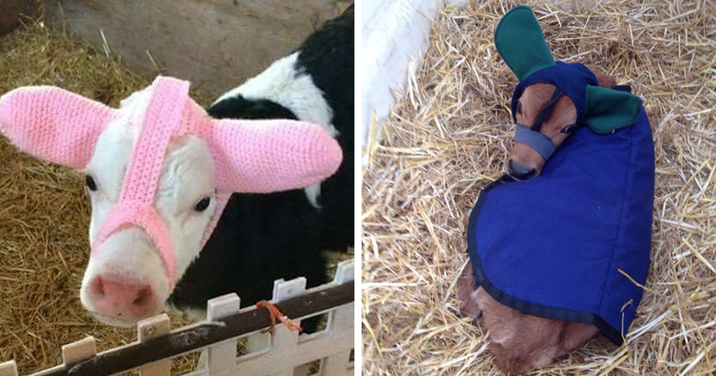 Turns Out, Farmers Are Protecting Their Calves From Frostbite With Earmuffs, And It’s Too Cute