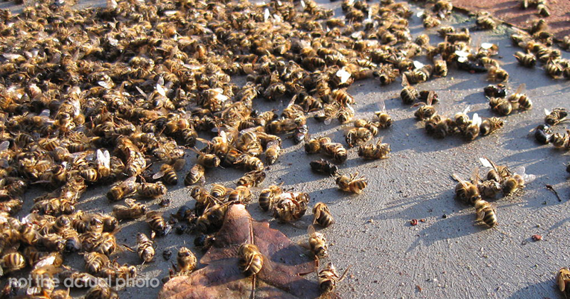 500 Million Bees Have Already Died In Brazil Within Three Months