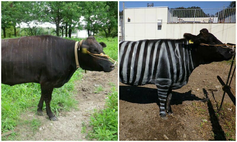 Scientists Are Amazed After Painting Cows In Zebra Stripes – They