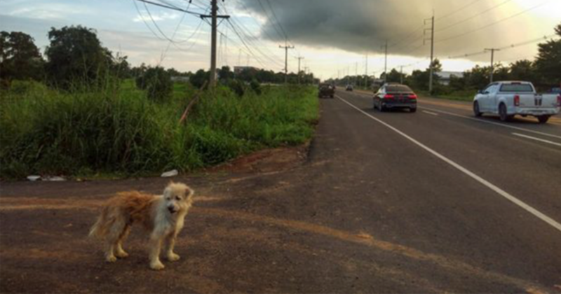 Dog Waits 4 Years In The Same Spot Near The Road, Finally Gets Reunited With His Family