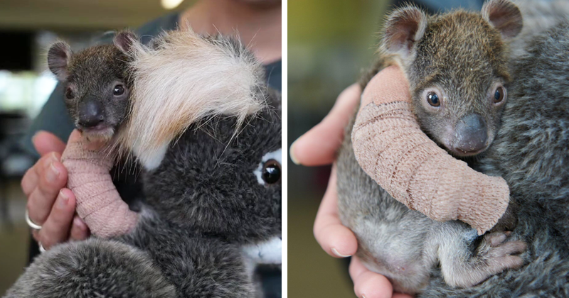 Orphaned 150-Day-Old Baby Koala Gets Tiny Arm Cast After Falling From A Tree