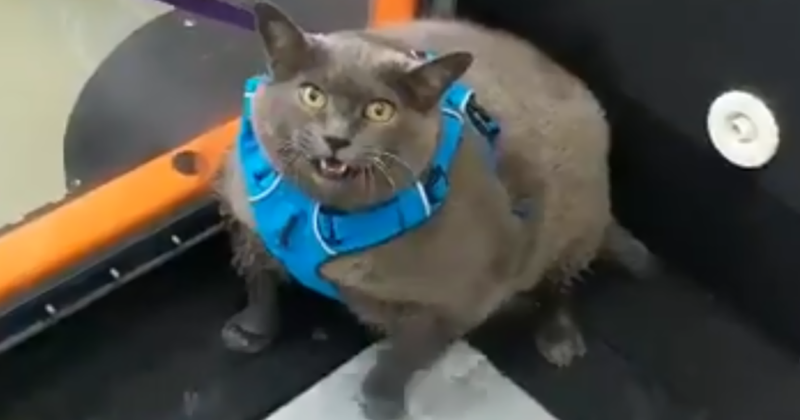 The Internet Fell In Love With This Chonky Cat That Refuses To Exercise