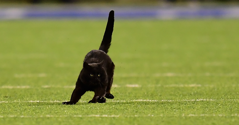 This Cat Interrupted A Monday Night Football Match And Made End Zone Run