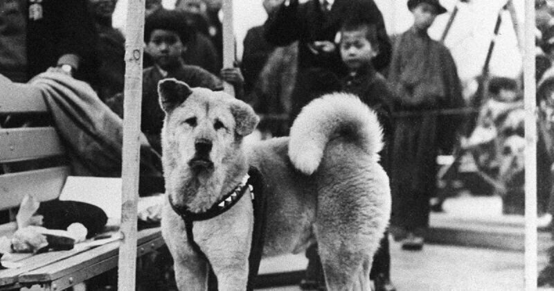 Rare Photos of Hachiko, the World's Most Loyal Dog