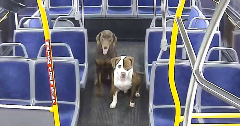 This Bus Driver Notices 2 Lost Dogs On The Roadside, Helps Them Make It Home For The Holidays