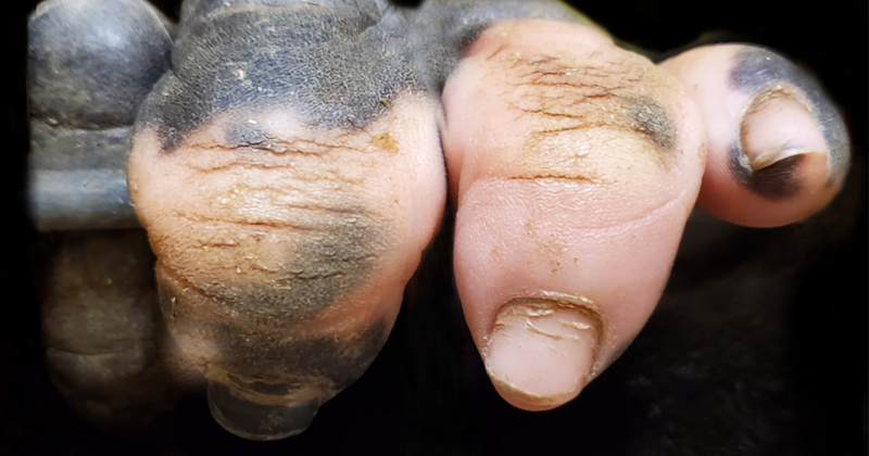 A Gorilla Born With A Lack Of Pigmentation On Her Fingers Surprises People