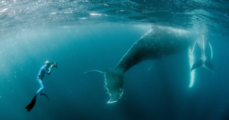 Our 13 Pics Of Humpback Whales Playing With Us, Humans