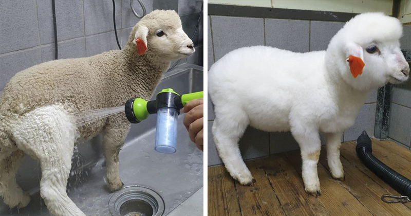 This Sheep Cafe In Korea Shares Viral Photos Of A Sheep Getting Washed