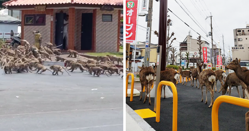 Animals Invade Cities As People Quarantine Themselves At Home
