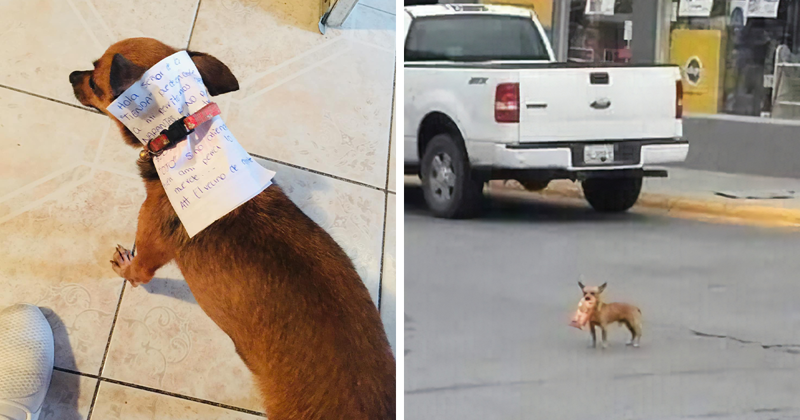 This Quarantined Guy Sends His Dog On A Mission To Buy Cheetos And He Delivers