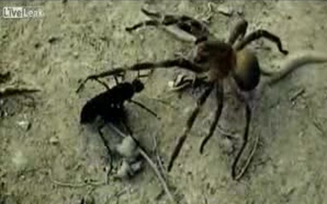 Дорожная оса против паука-солдата: смертельная битва