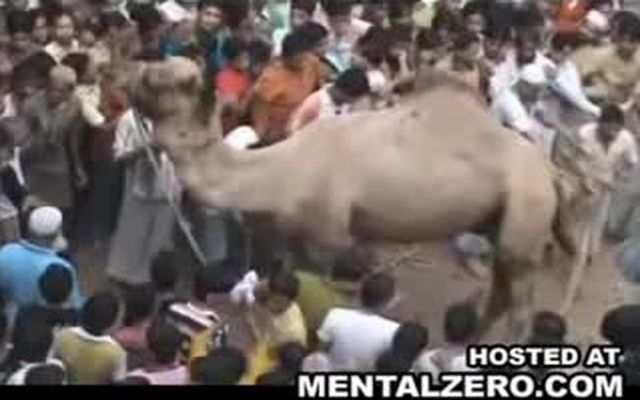 В Индии верблюд напал на людей