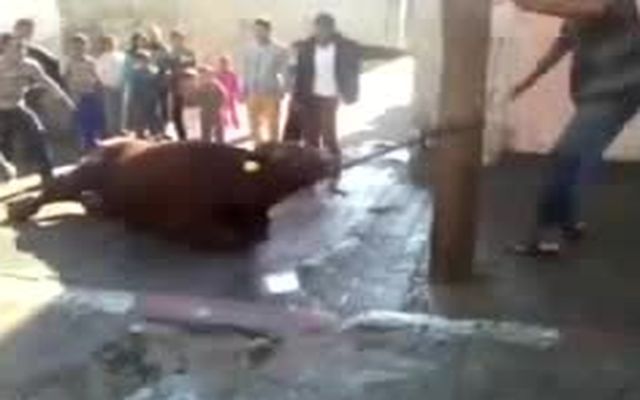 Издевательства над животными на "Фестивале жертвоприношений' в Газе