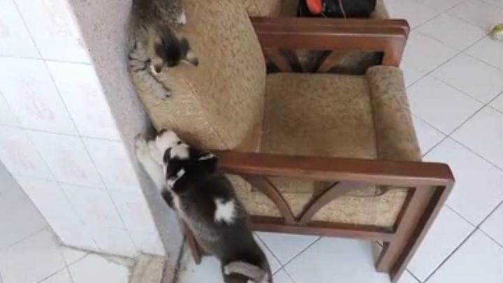 Первое знакомство щенка и котенка
