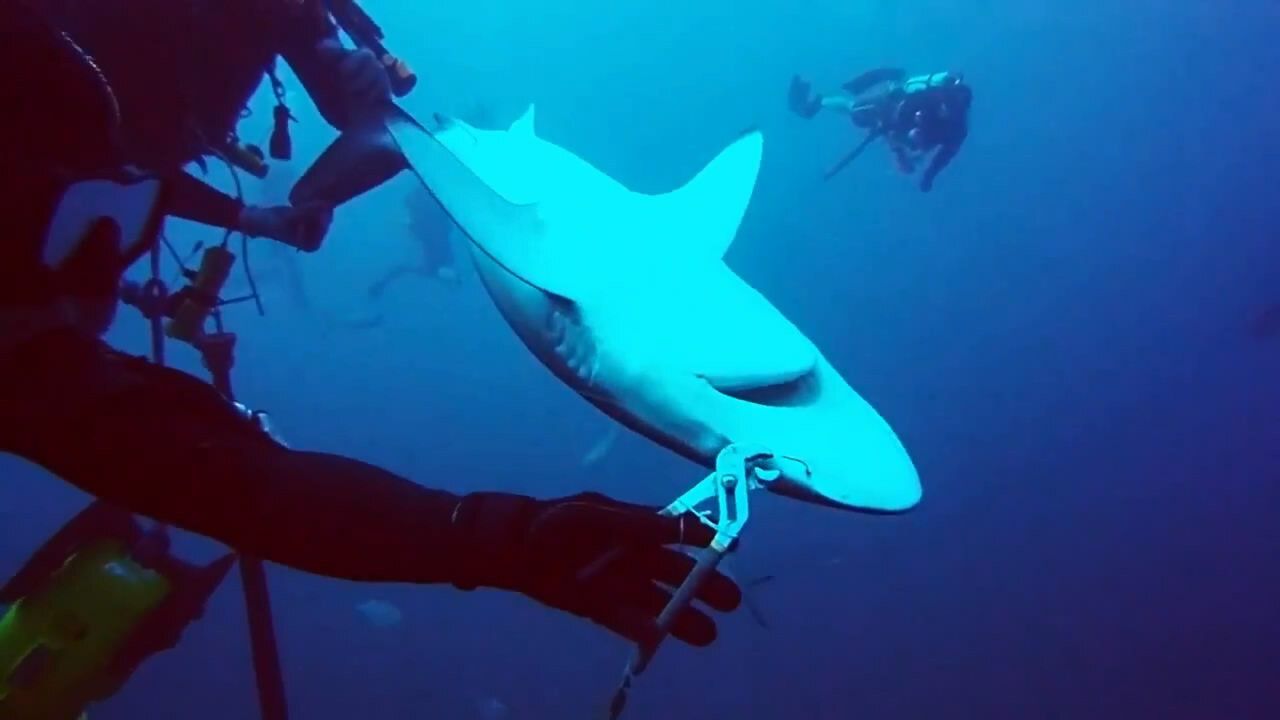 Любители поплавать с акулами