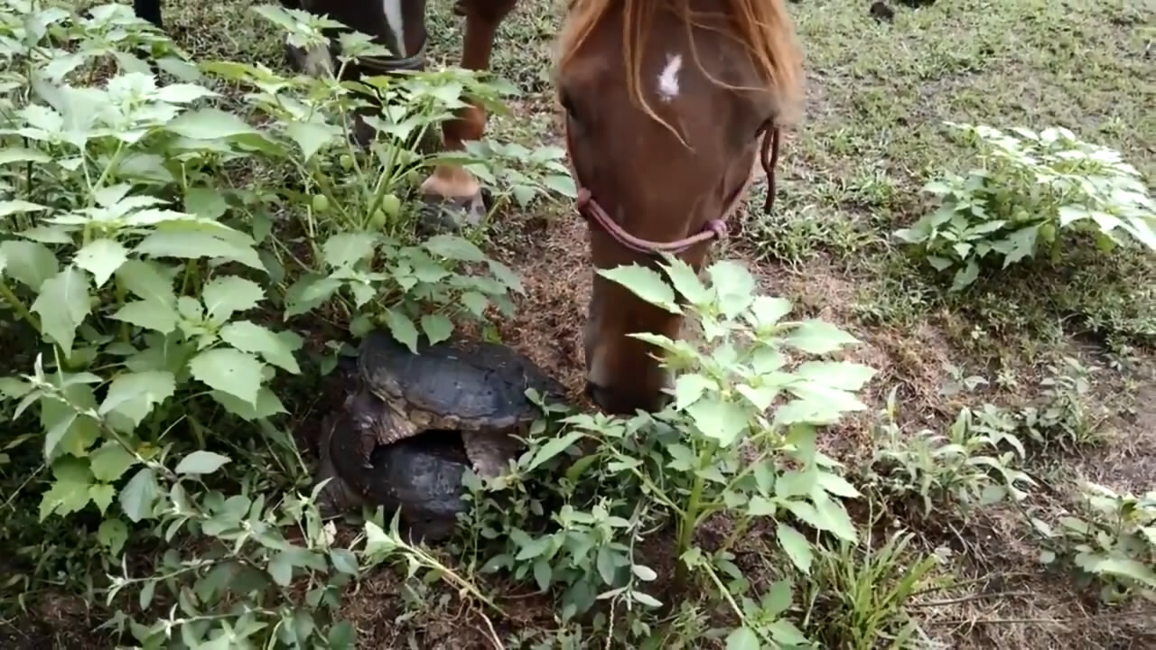 Лошадь и черепахи