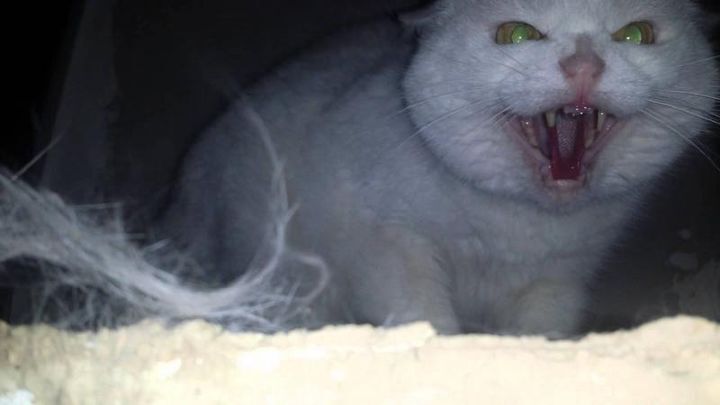 Злой кот в живущий в камине