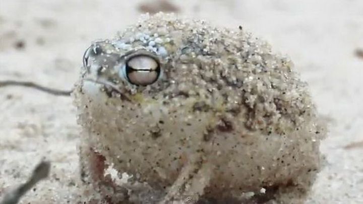 Пустынная дождевая лягушка — самая милая лягушка на свете