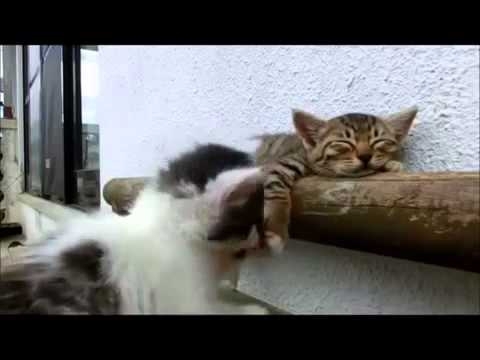 Котенок пытается разбудить своего брата