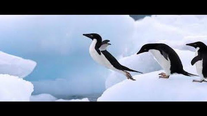 Пингвин, который боялся высоты