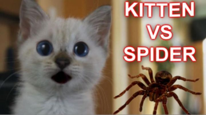 Котенок против паука