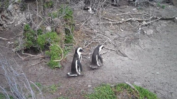 Пингвиний бойцовский клуб