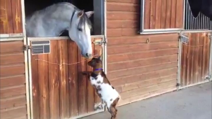 Маленькая козочка пытается забодать взрослую лошадь