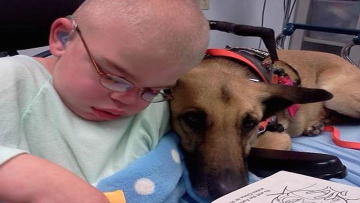 Спасенная собака помогает мальчику с синдромом Санфилиппо 