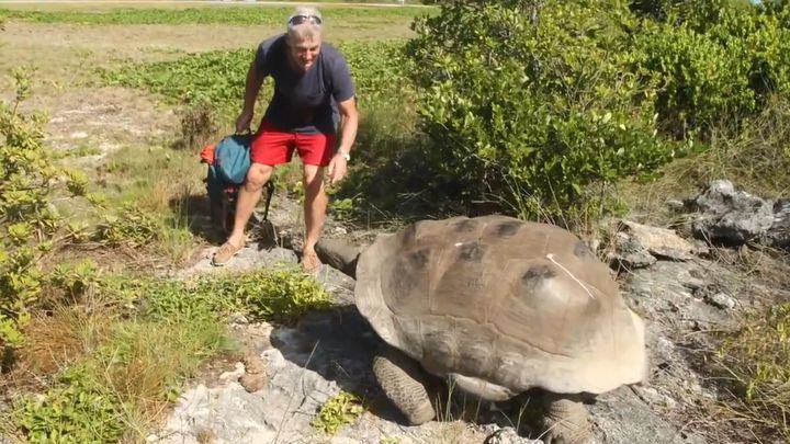 Погоня неудовлетворенного самца гигантской черепахи за человеком