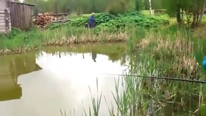 Как умные коты ходят на рыбалку 