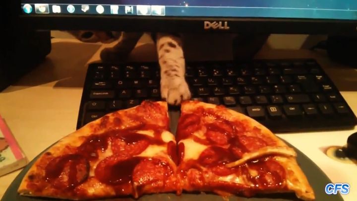 Коты - похитители пиццы