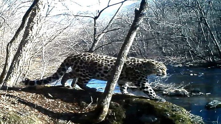 Самка леопарда станцевала на камеру в приморском лесу