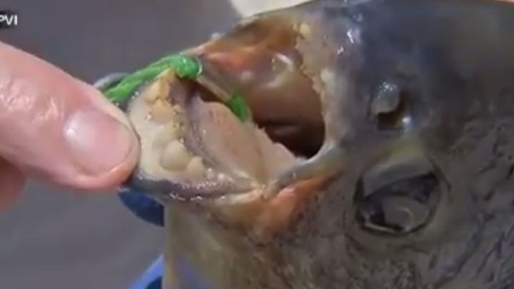В США поймали рыбу с человеческими зубами, охотившуюся за мужскими гениталиями 