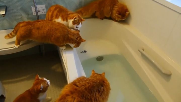 Любопытный кот упал в ванну