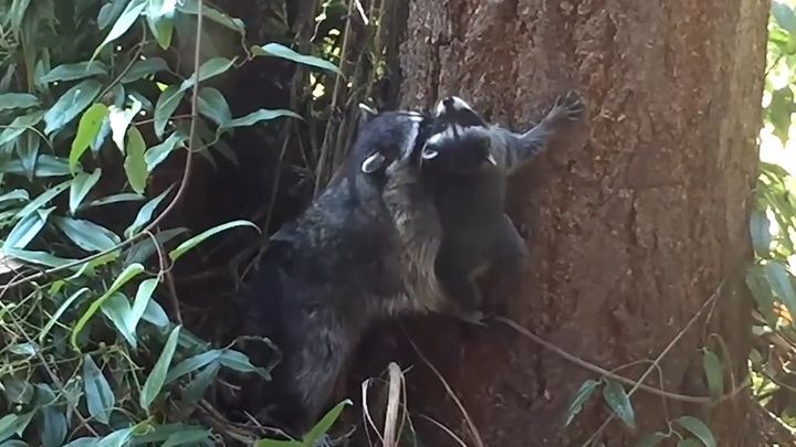 Мама-енот учит своего малыша забираться на дерево