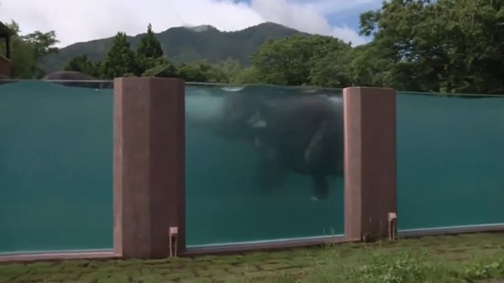 Японский зоопарк построил  65-метровый бассейн для слонов