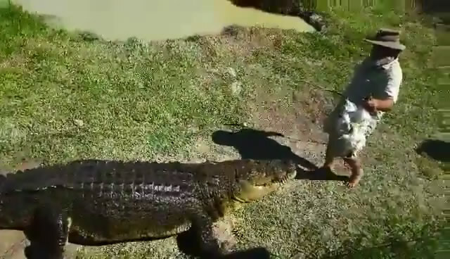Верхом на огромном крокодиле