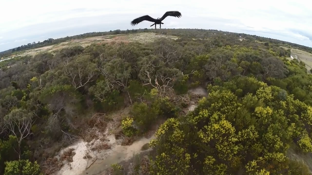 В Австралии орел сбил дрона