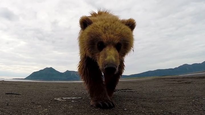 Мишка не любит, когда его снимают