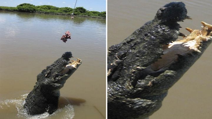 Невероятный прыжок крокодила за приманкой 