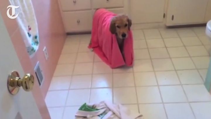 Пес-чистюля, который очень любит принимать ванну 