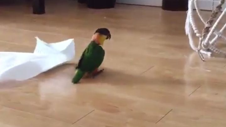 Самая счастливая птица на планете! Маленький попугай играет с бумажным полотенцем