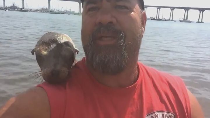 Маленький тюлень запрыгнул в рыбацкую лодку, чтобы найти себе нового друга