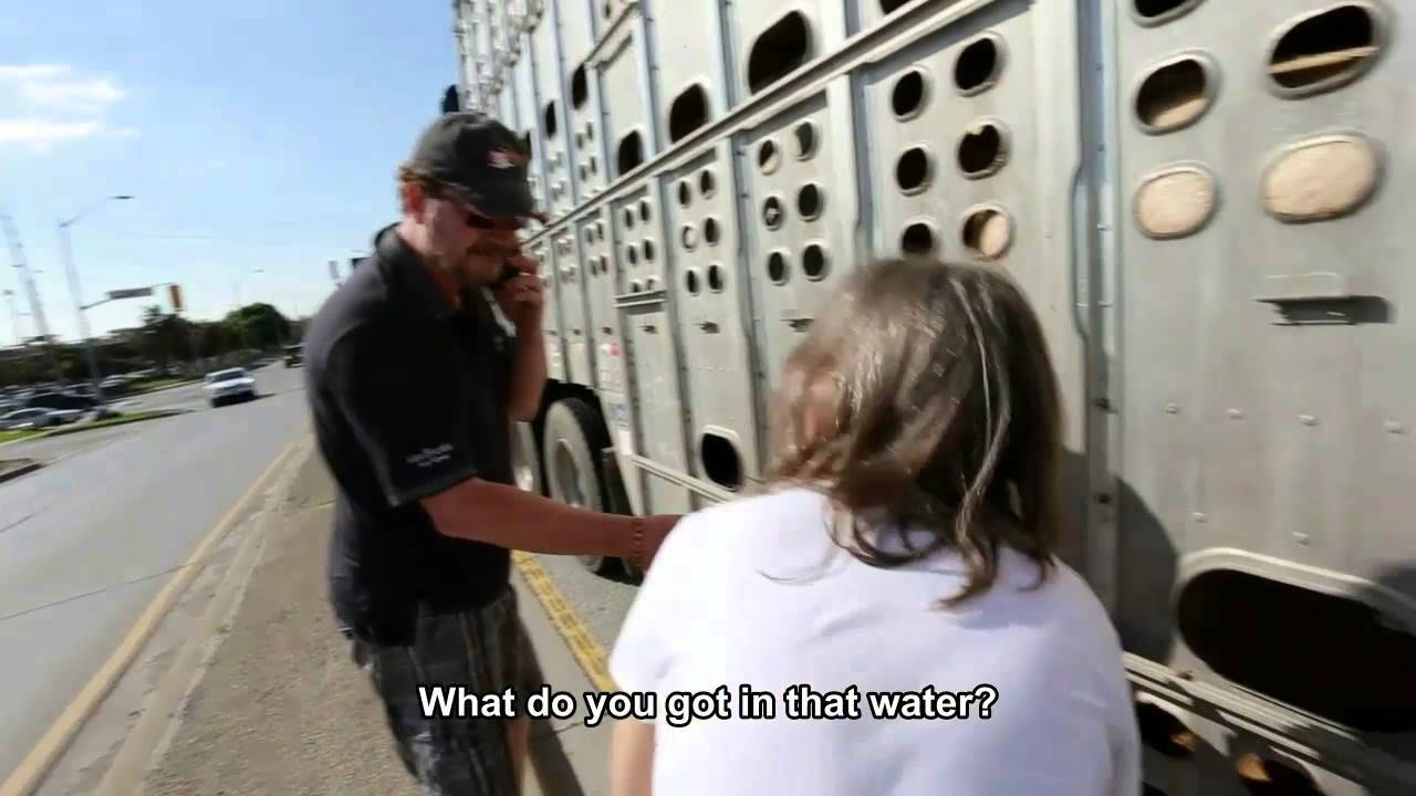 10 лет тюрьмы за попытку напоить свиней на светофоре