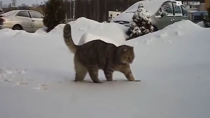 Реакция домашних животных, впервые увидевших снег 