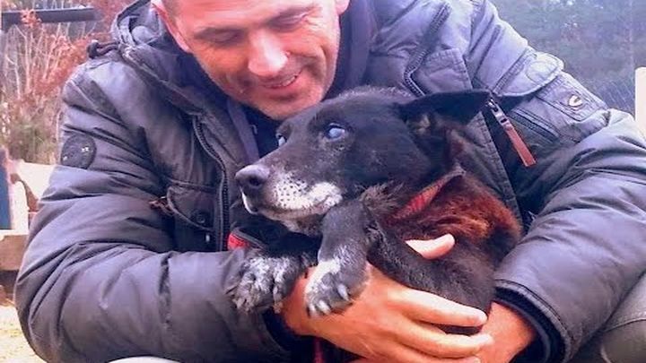 Рождественское чудо:  защитники животных спасли слепого пса, просидевшего месяц в колодце